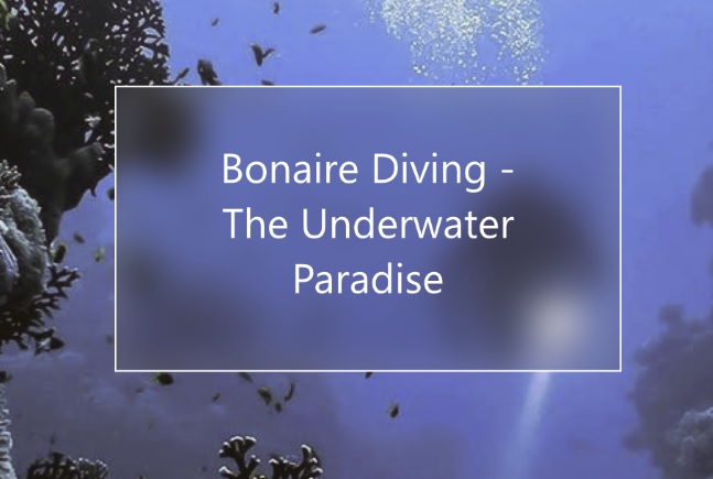 Bonaire Diving – The Underwater Paradise