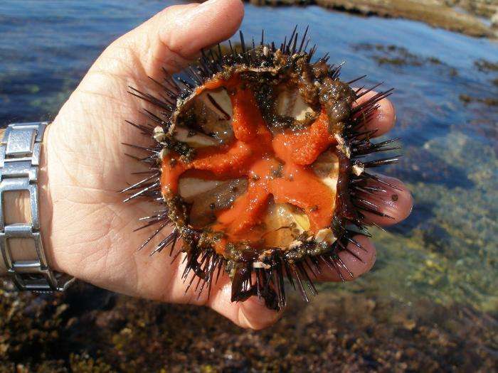Are sea urchins poisonous?