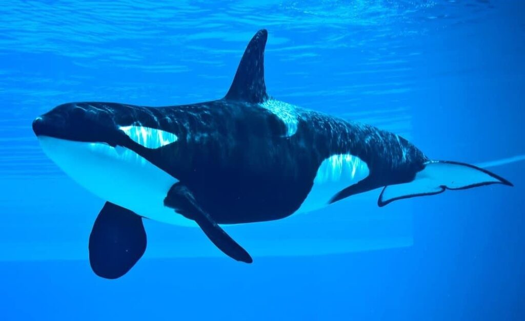 Diving With Killer Whales