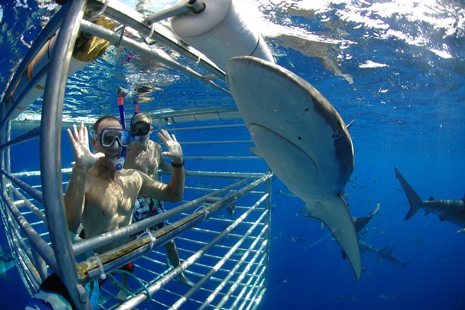 Shark Cage Diving