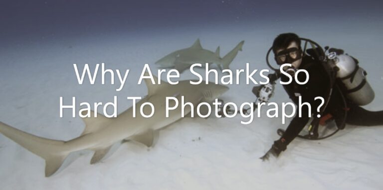 Why are sharks so hard to photograph?